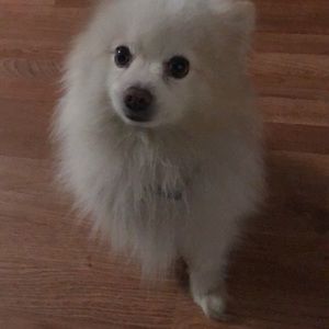 Meet your Posher, Elba